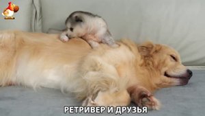 Золотистый ретривер и его друзья милые питомцы 🐕 выпуск (273)