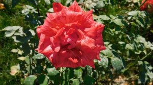 17=09=2025  КРАСНОДАР  ПАРК  ГАЛИЦКОГО.   (97)