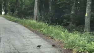 В США водитель заснял, как вальдшнепы переходят дорогу.