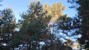 Полезная лень в нашей жизни