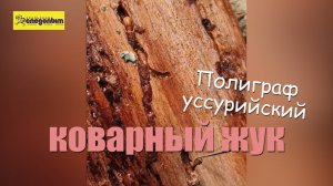 Уссурийский полиграф
