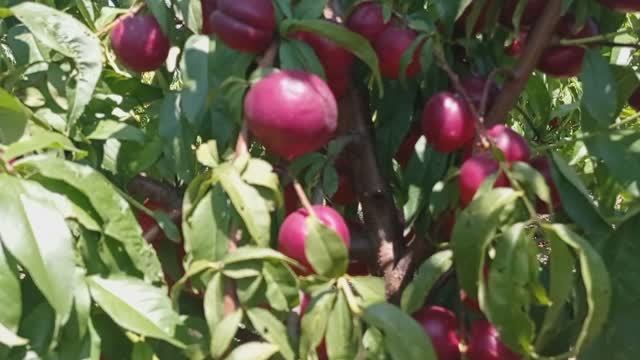 Нектарин Биг-Банг (Big Bang) на подвое Бест смотреть онлайн