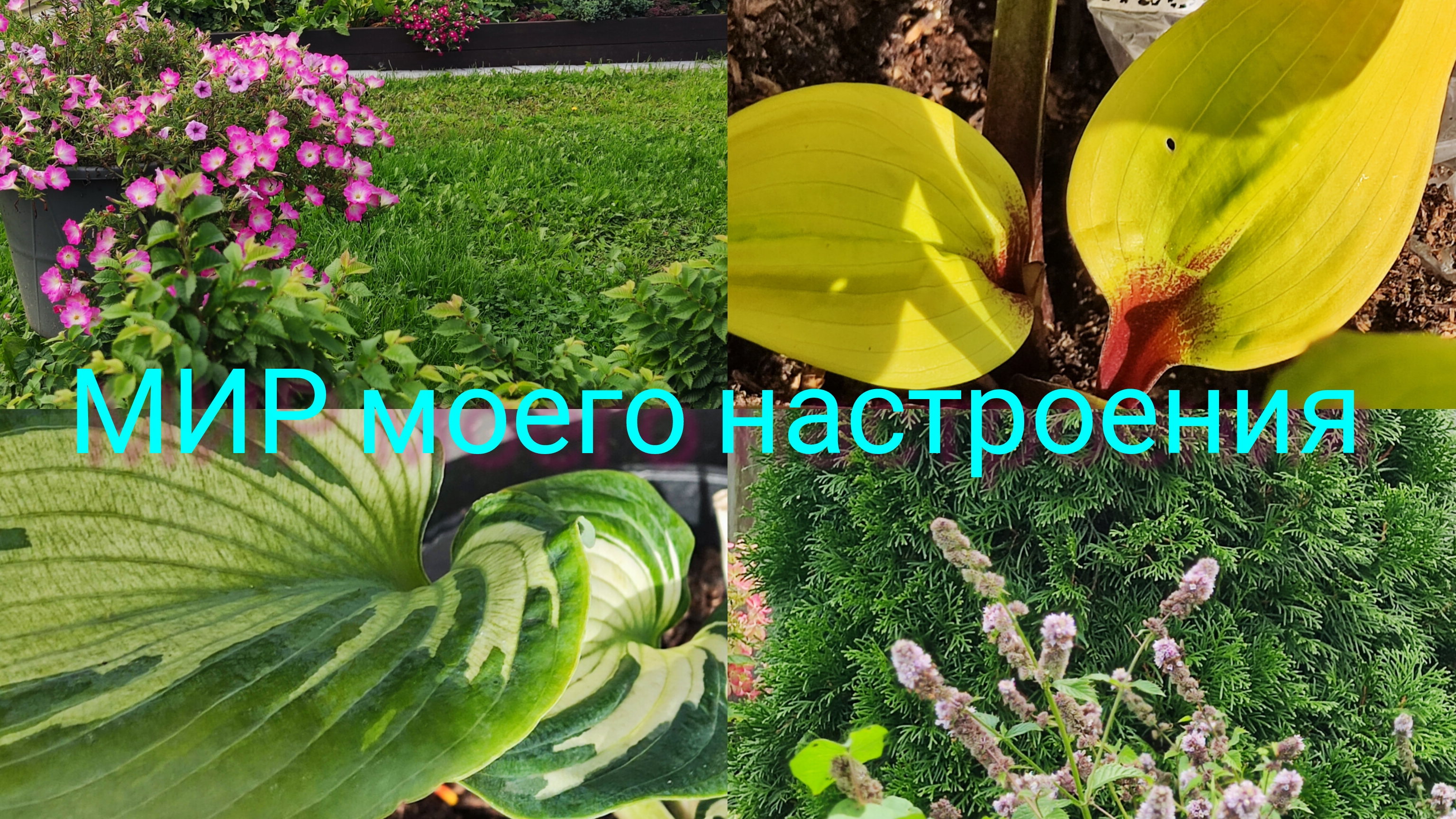 17.09.25 Дача.Отпуск в сентябре.Часть 2.