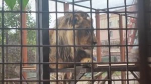 MHQI9507 15.09.2025 Шархан Директор - львичку ищем, трансляция - разберемся Видео от Людмилы