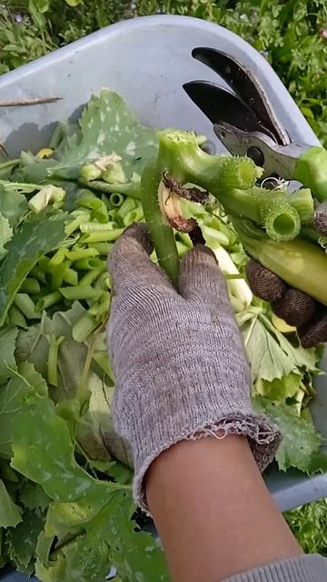 ЗАКЛАДКА БОТВЫ В КОМПОСТНЫЙ ЯЩИК #компост #огород #компостирование #дача #органическоеземледелие