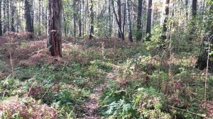 В лесу: нарциссическое общество - что это такое? Массовость и нарциссическое общество. Наука 👩🎓