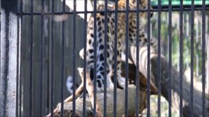 Дальневосточные леопарды Хлоя и Кадрон 15.09.2025