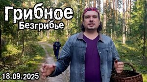 Грибное безгрибье!!! 18.09.2025