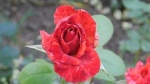 15=09=2025  ник   (95)