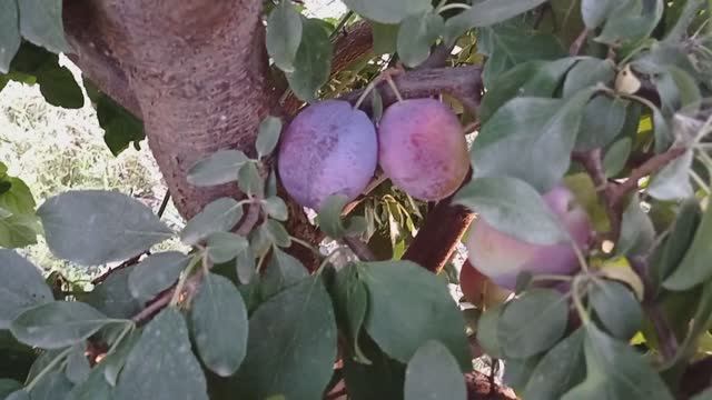 Слива Киргизская превосходная. смотреть онлайн