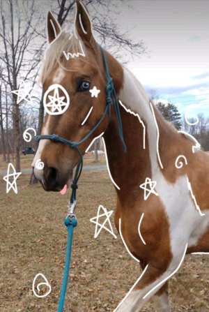 лошади шляйх