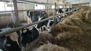 Как работают гранты: эксперты побывали в фермерском хозяйстве Колпашевского района