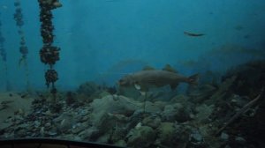 Анапа.Краеведческий музей