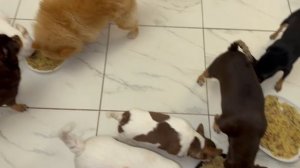 Обед наших хвостатых, аж тарелки сегодня летали.