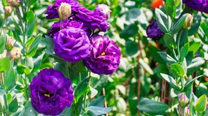 Эустома. Нежная и эффектная