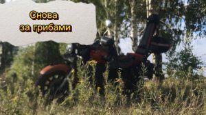 Снова за грибами