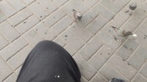 Скворцы ждите. в ближайшие дни придут магические дожди.... 18 сентябряж