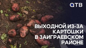 Выходной из-за картошки в Заиграевском районе