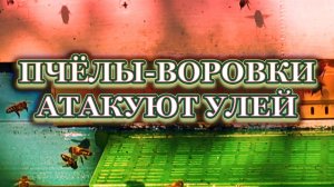 Грабят пчёл.Учитесь на моих ошибках.