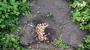 6 Соток КАК ПОДГОТОВИТЬ ПОСАДОЧНУЮ ЯМУ К ВЫСАДКЕ ПЕРСИКА ОСЕНЬЮ.