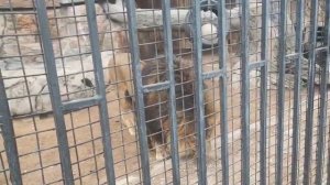 KCNV0283 15.09.2025 Лев Артур Видео от Людмилы