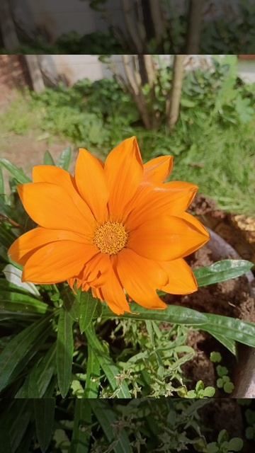 Цветы в моем саду 2025. Последние в этом году...