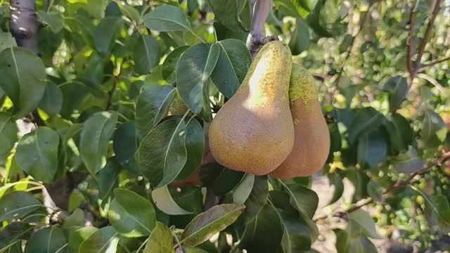 груша Конференция смотреть онлайн