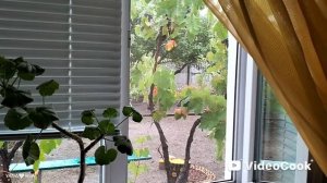 🍁🍂 Когда за окошком дождь...// Пеку блинчики 🥞)))