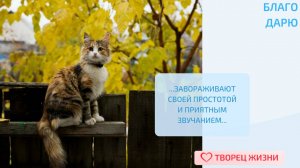 Благодарю за возможность наслаждаться звуками природы!