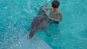 дельфины, Лазаревское январь 2025