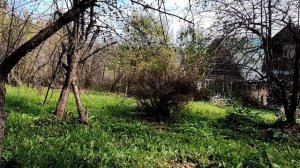 Златовласый денёк сентября