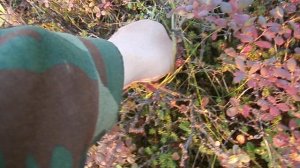 В тундре 04.09.2025 92