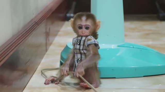 Обезьянка махонькая лапатушка окрепла проводку жует Ползает Нашла миску фруктов Ест банан симпатяшка