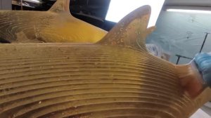 Золотые акулы - процесс изготовления арт-объекта