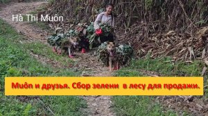 Muôn и друзья из Вьетнама. Сбор зелени в лесу для продажи.