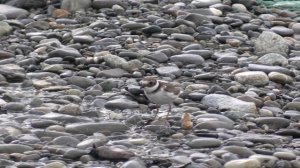 ГА́ЛСТУЧНИК. На берегу Чёрного моря в Сочи. https://ya.cc/7dhYEL