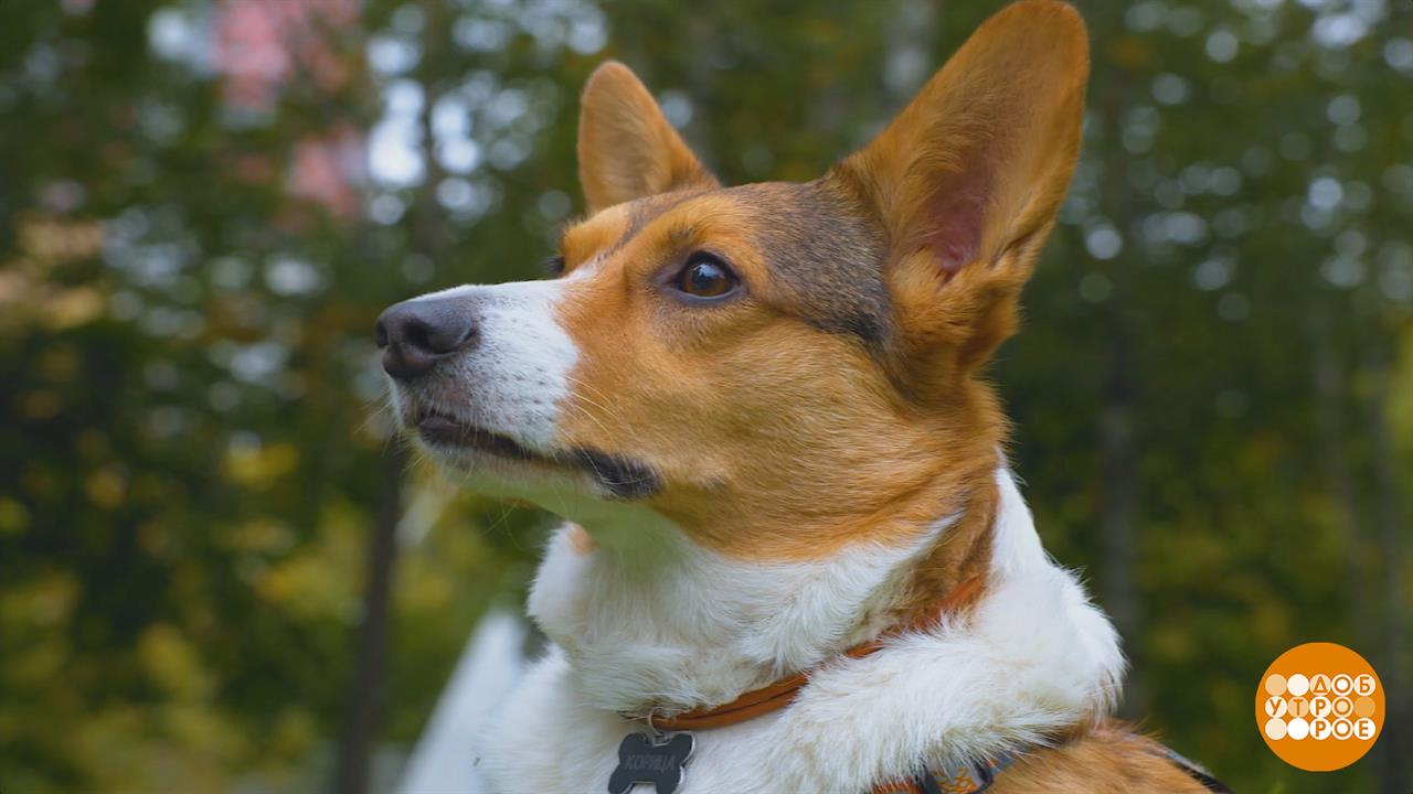 Собака, пошли в парк! Доброе утро. Фрагмент выпуска от 18.09.2025