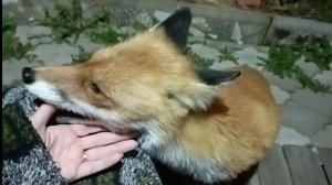 (1116) Лиса приходит в гости. Сентябрь 2025