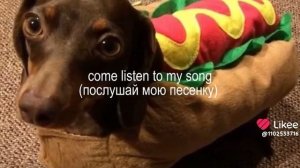 Wiener Dog Riding a Skateboard