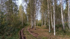 Прогуляемся вместе со мной и Диком по осеннему лесу. Приглашаю вас.
