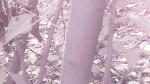 По маминому заданию обрезаю плодовые деревья электропилой WOSAI