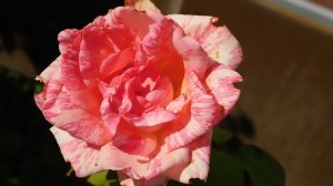 15=09=2025  ник   (83)