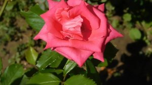 15=09=2025  ник   (84)