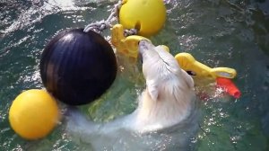 У медвежат Белки и Стрелки бассейн полон игрушек, но медвежата поиграли и нашли остатки живой рыбы.