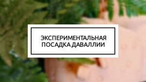 ЭКСПЕРИМЕНТАЛЬНАЯ ПОСАДКА ПАПОРОТНИКА ДАВАЛЛИЯ ЧАСТЬ 0