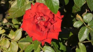 15=09=2025  ник   (54)