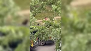 Николаевский триллер - До последнего чуба