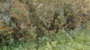 18.09.2025.Усадьба Парк Кино Ляхово. Парк Сибирских Кошек. ГО Домодедово. Обзор проводимых работ лин