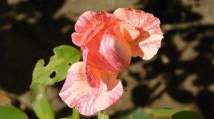 15=09=2025  ник   (89)