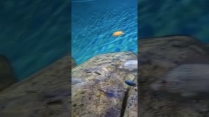 Самарский океанариум